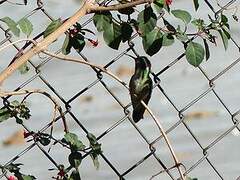 White-eared Hummingbird