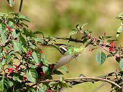 White-eared Hummingbird