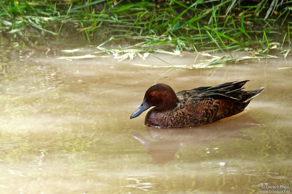 Cinnamon Teal