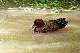 Cinnamon Teal