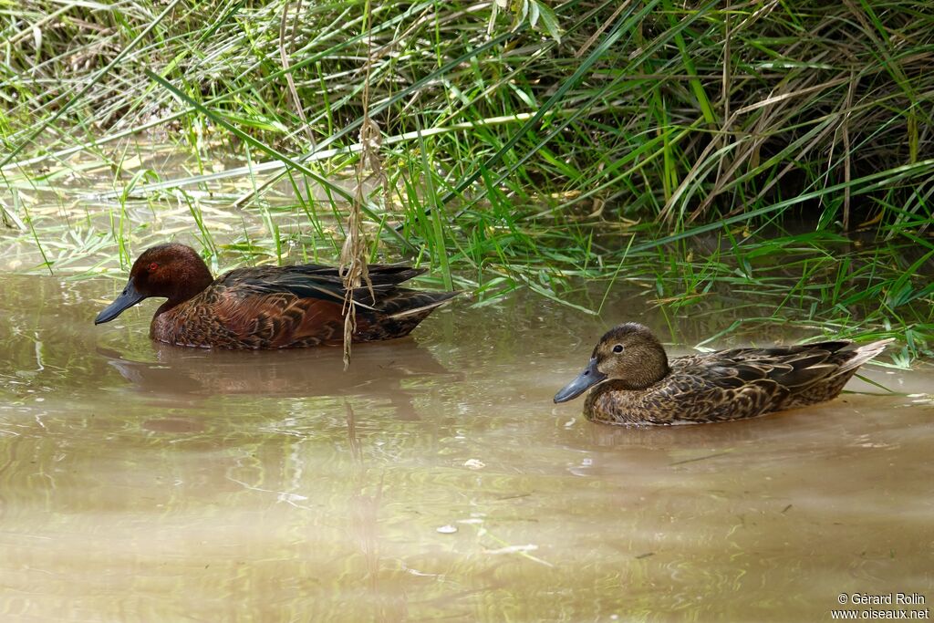 Cinnamon Teal