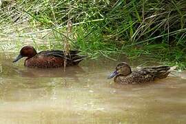 Cinnamon Teal