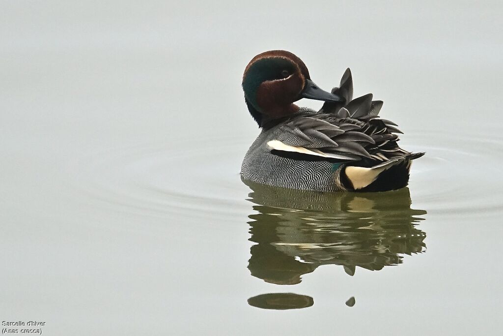 Eurasian Teal male adult breeding