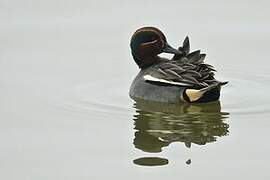 Eurasian Teal