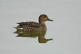 Eurasian Teal