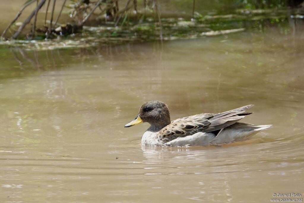 Yellow-billed Teal