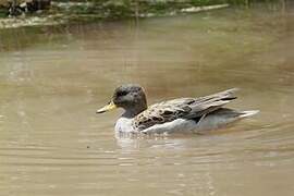 Yellow-billed Teal