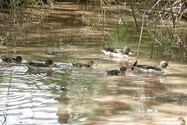 Yellow-billed Teal