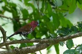 Pink-throated Twinspot