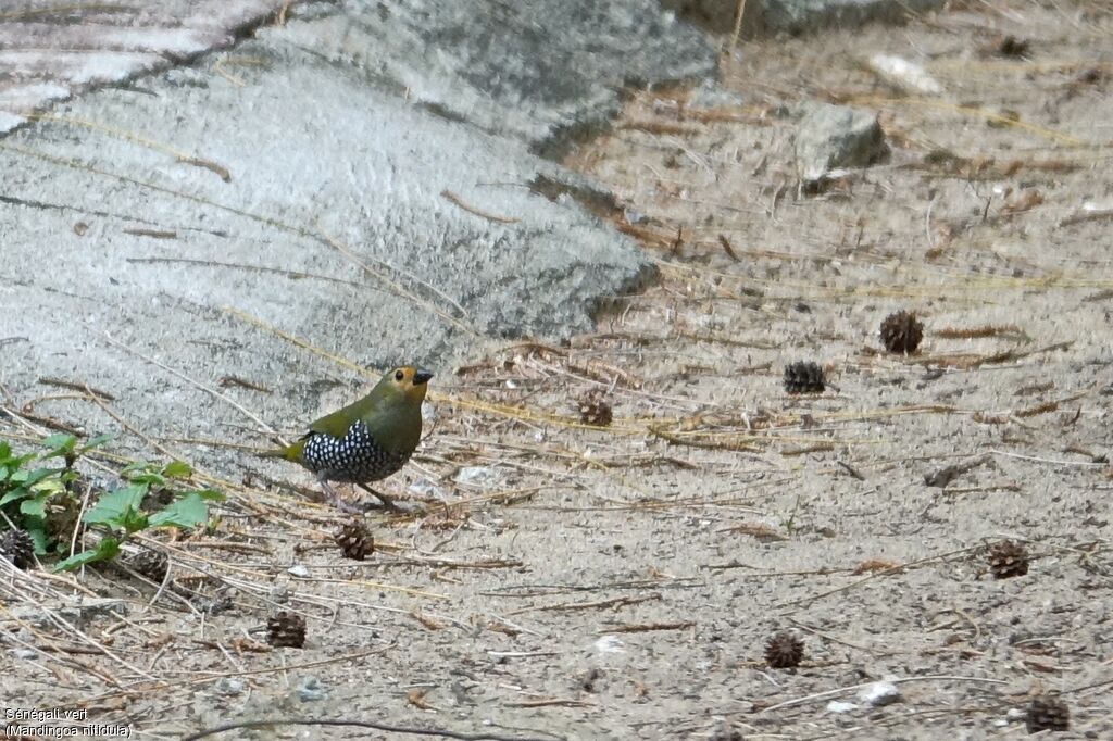 Green Twinspot female