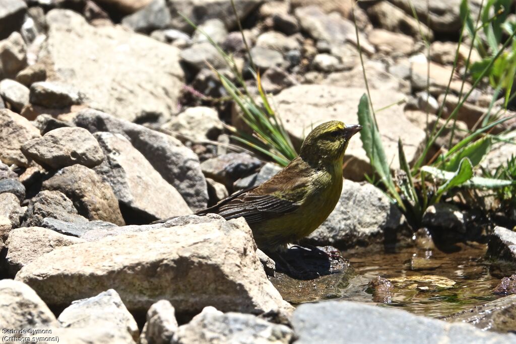 Drakensberg Siskin