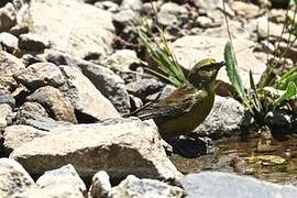 Drakensberg Siskin