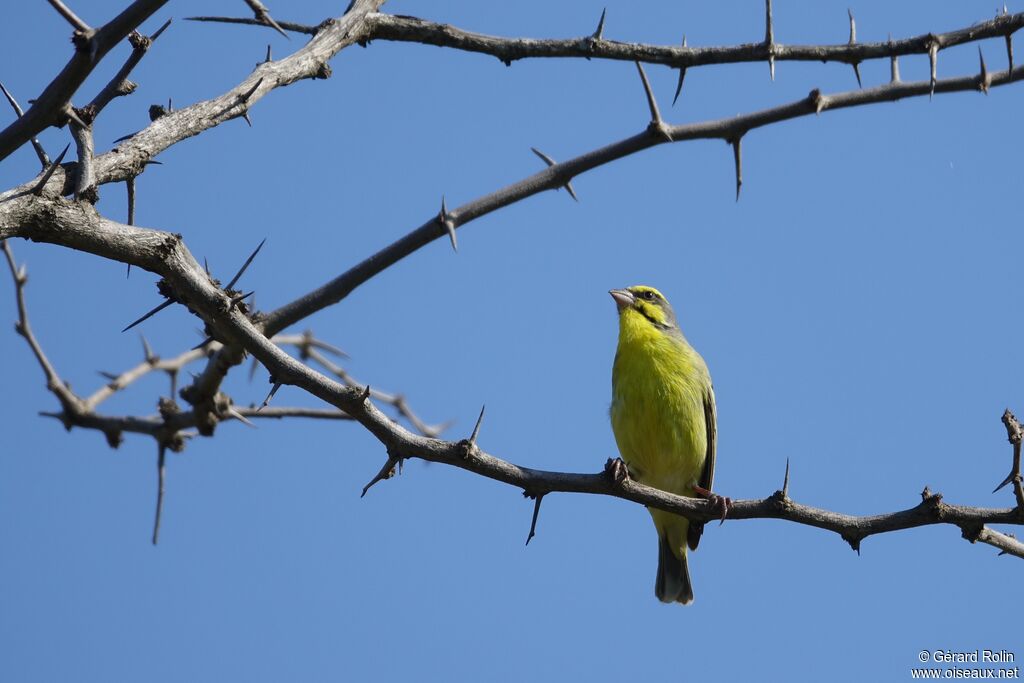 Yellow-fronted Canary