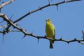 Serin du Mozambique