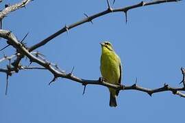 Yellow-fronted Canary