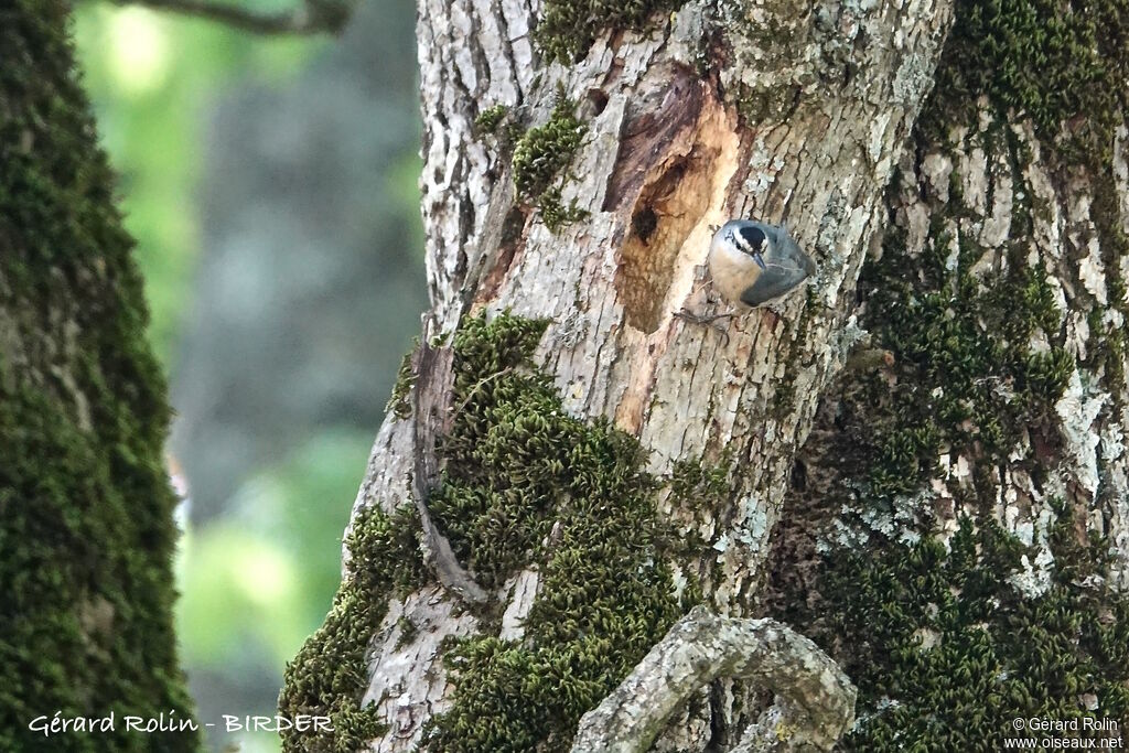 Algerian Nuthatch male adult