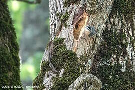 Algerian Nuthatch