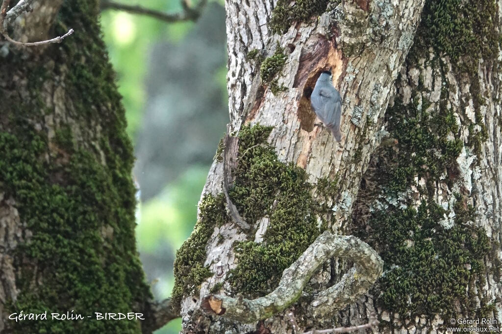 Algerian Nuthatch male adult