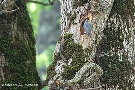 Algerian Nuthatch