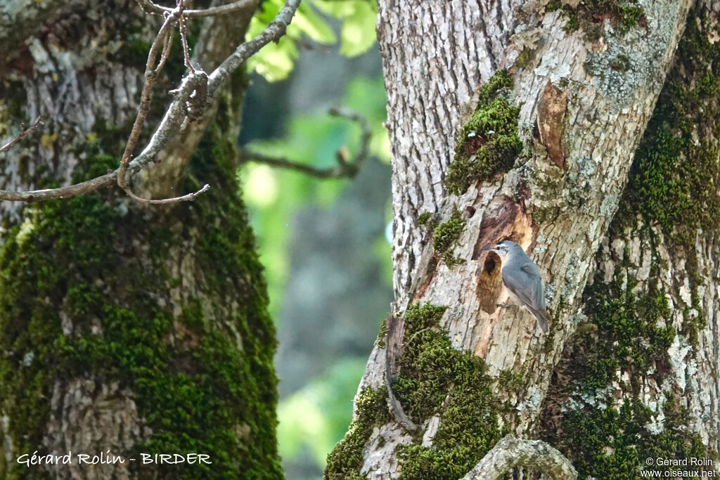 Algerian Nuthatch male adult