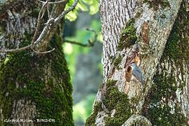 Algerian Nuthatch