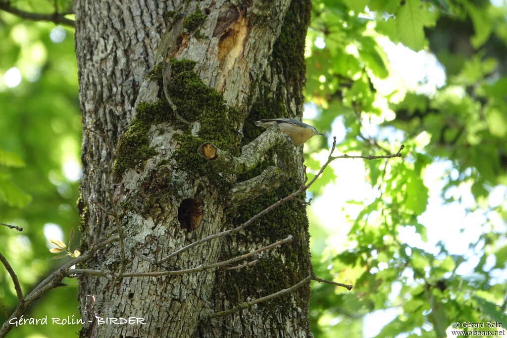 Algerian Nuthatch male adult