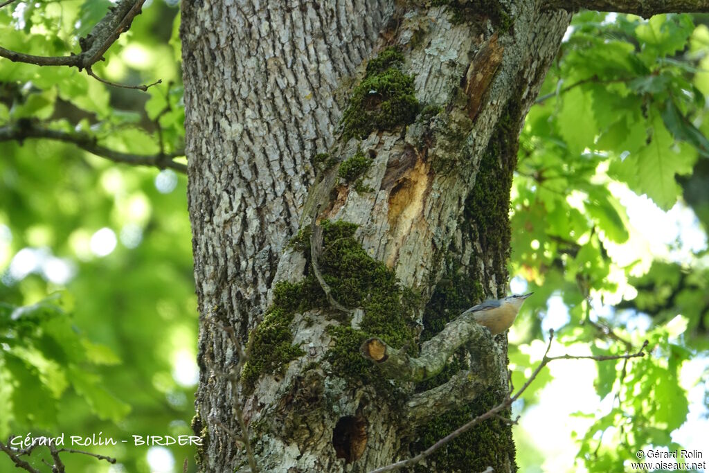 Algerian Nuthatch