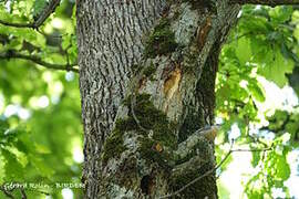 Algerian Nuthatch