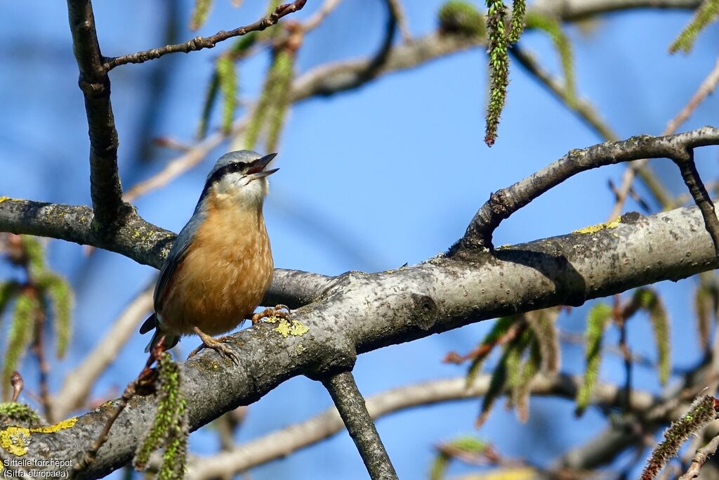 Eurasian Nuthatch