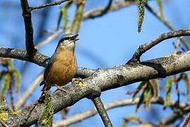 Eurasian Nuthatch