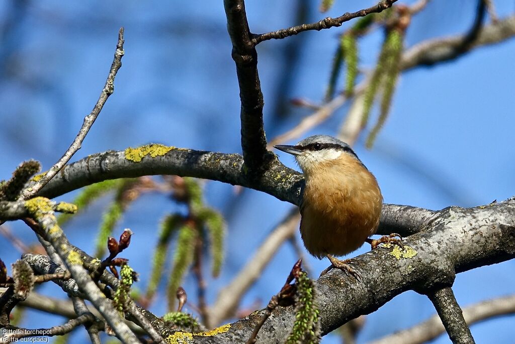 Eurasian Nuthatch