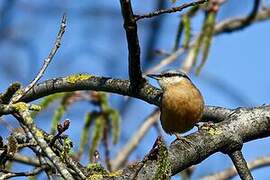 Eurasian Nuthatch