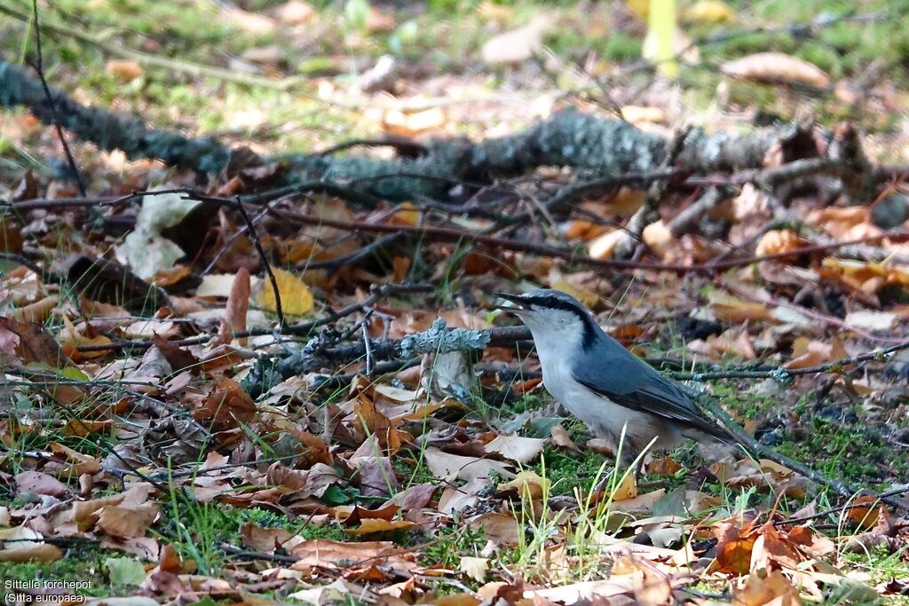 Eurasian Nuthatch