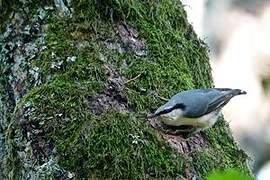 Eurasian Nuthatch