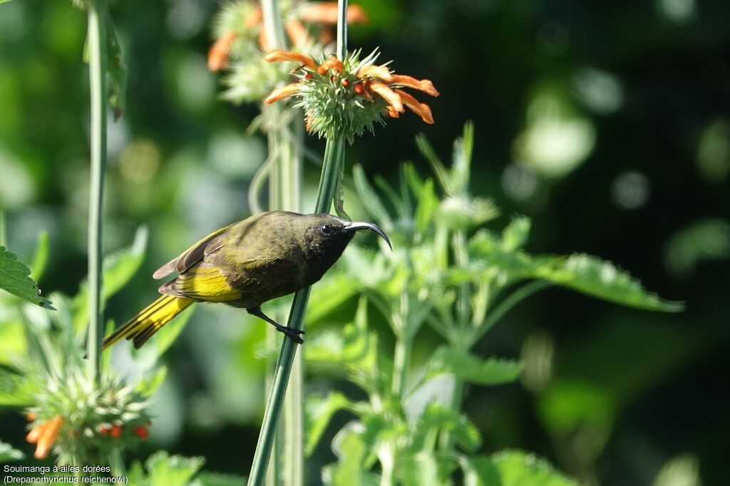 Golden-winged Sunbird male adult breeding