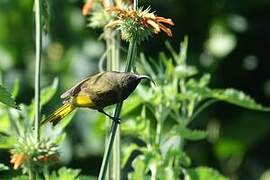 Golden-winged Sunbird