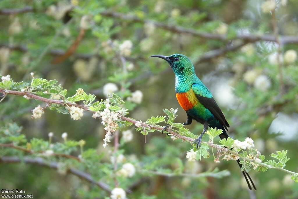 Beautiful Sunbird male adult breeding, identification