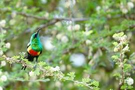 Beautiful Sunbird