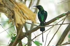 Beautiful Sunbird