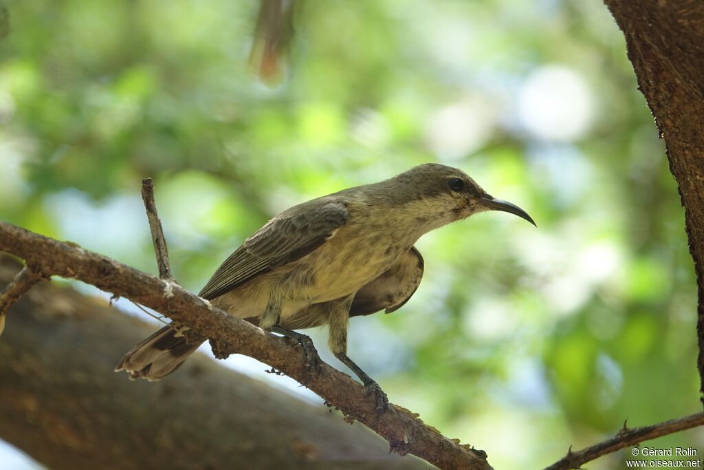 Beautiful Sunbird female