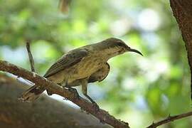 Beautiful Sunbird