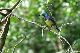 Variable Sunbird