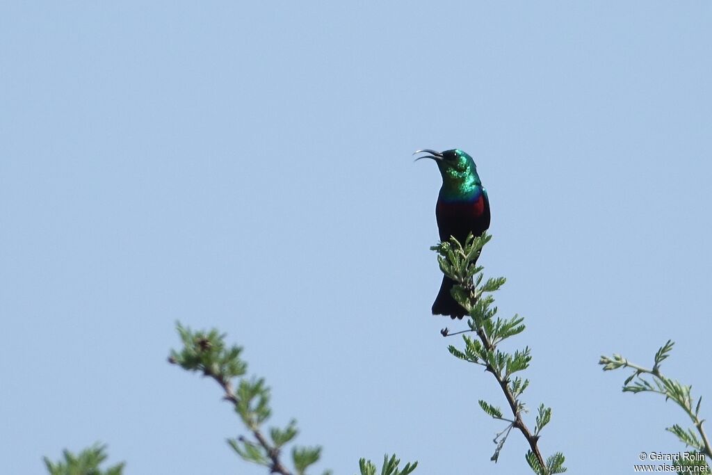 Purple-banded Sunbird