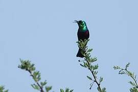 Purple-banded Sunbird