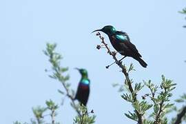 Purple-banded Sunbird