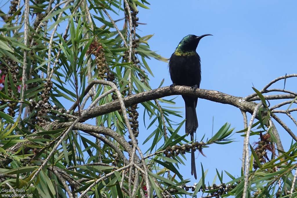 Bronzy Sunbird male adult, habitat