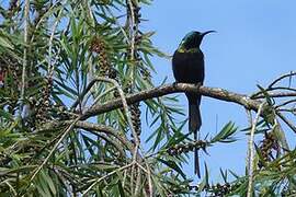 Bronzy Sunbird