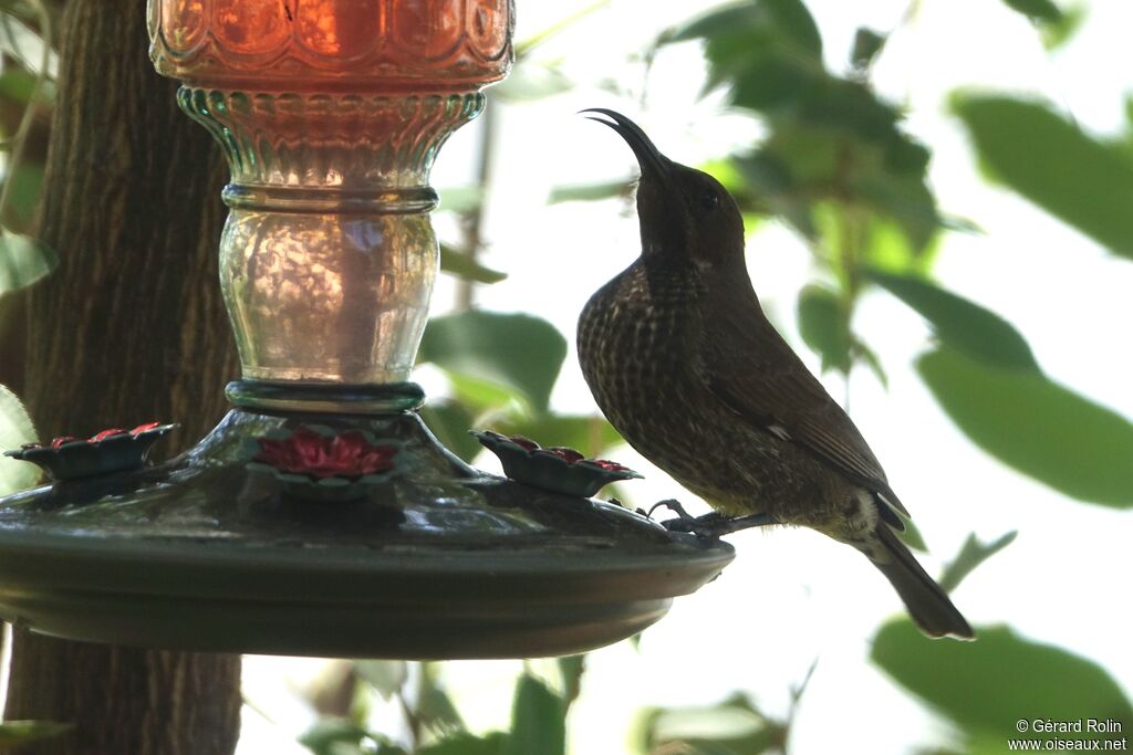 Hunter's Sunbird female adult