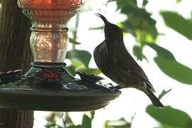 Hunter's Sunbird