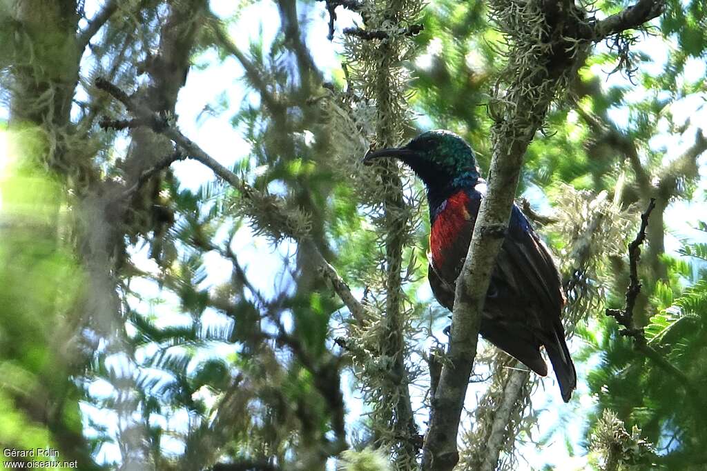 Neergaard's Sunbird male adult, habitat, pigmentation